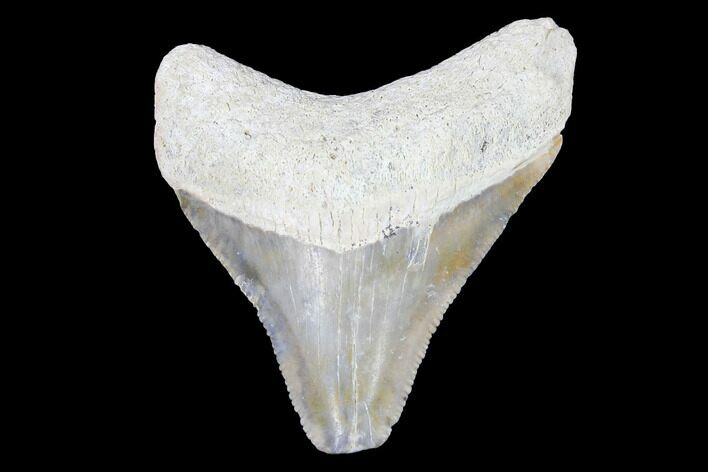 Serrated, Bone Valley Megalodon Tooth - Florida #99850